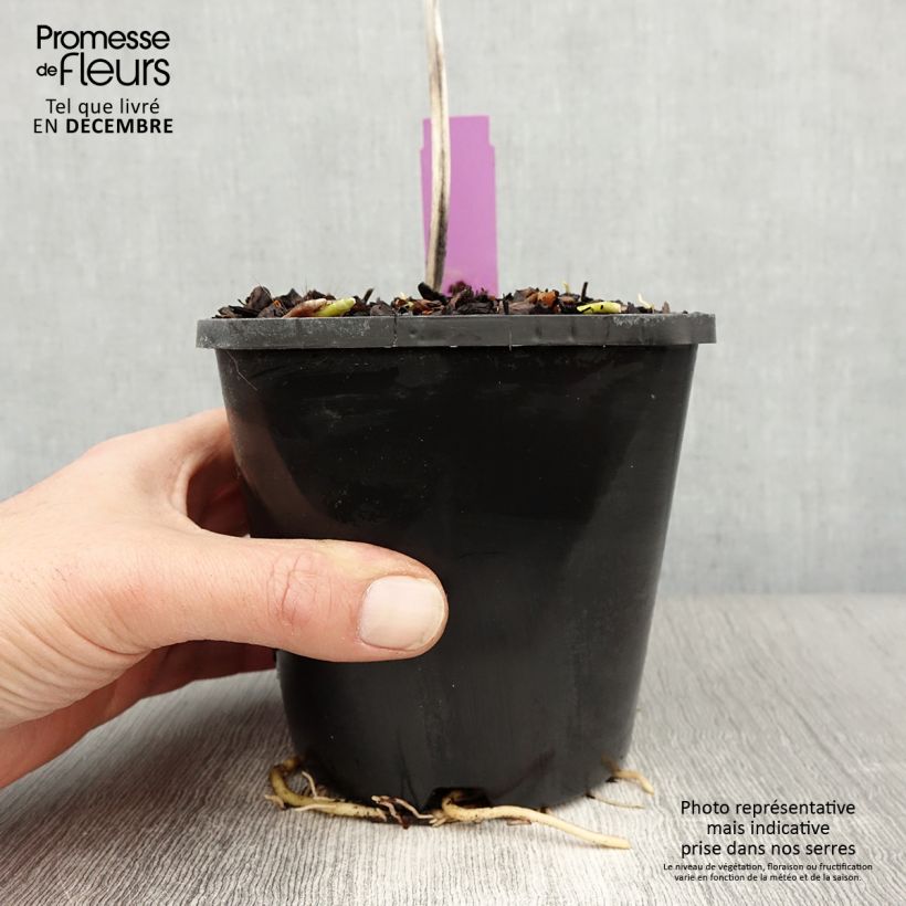 Hosta sieboldiana var. elegans - Plantain Lily 1.5L/2L pot sample as delivered in winter