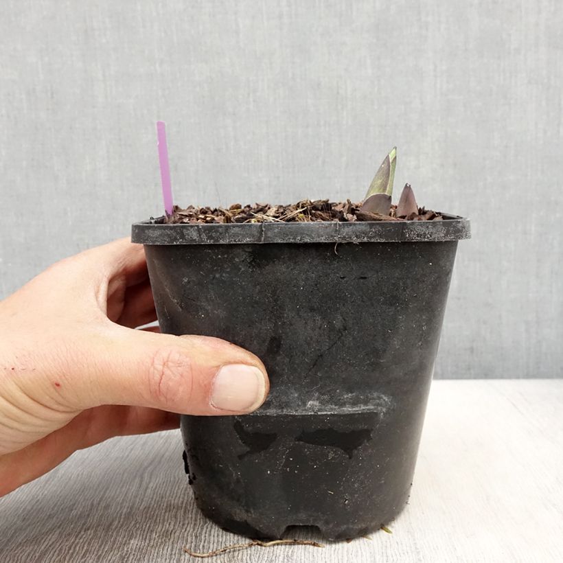 Hosta sieboldiana var. elegans - Plantain Lily 1.5L/2L pot sample as delivered in spring