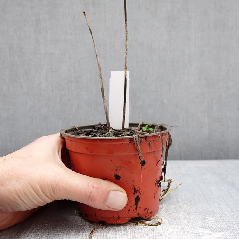 Hosta  Silly String 12cm pot sample as delivered in winter