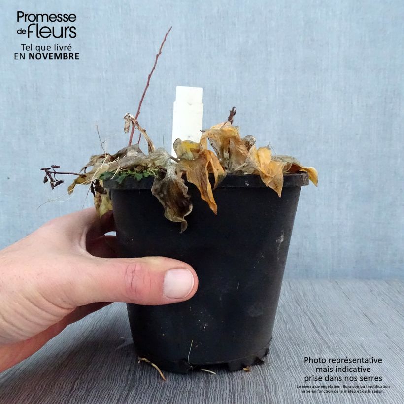 Hosta  Smiling Mouse 1.5L/2L pot sample as delivered in autumn