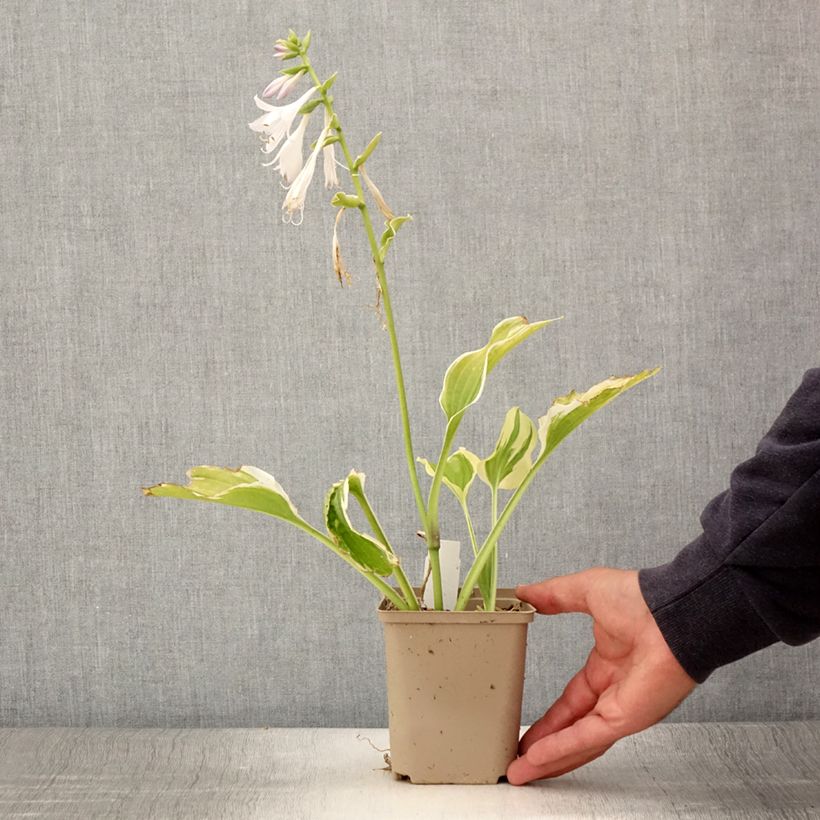 Hosta So Sweet 8/9 cm pot sample as delivered in summer