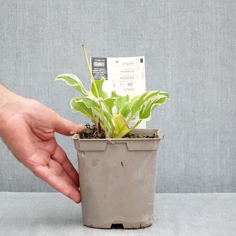 Hosta So Sweet 2L/3L pot sample as delivered in autumn