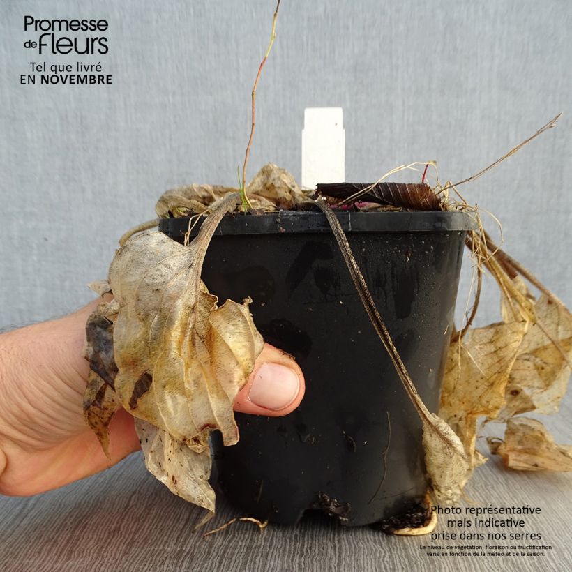 Hosta Sorbet 1.5L/2L pot sample as delivered in autumn