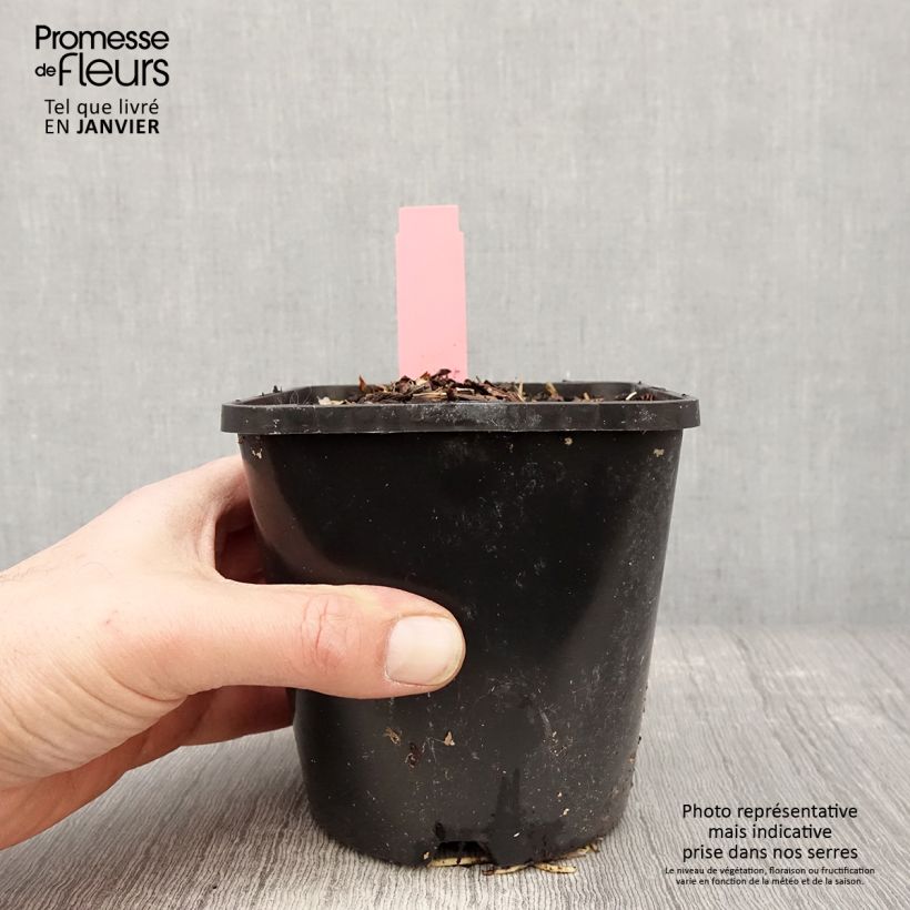 Hosta Spartacus 1.5L/2L pot sample as delivered in winter