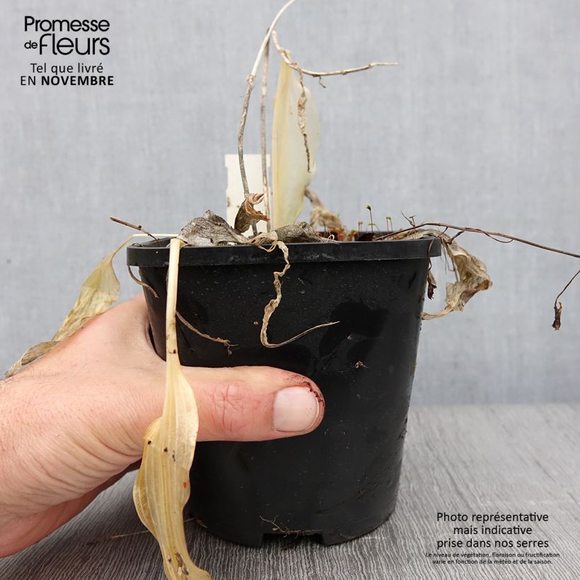 Hosta Spritzer 1.5L/2L pot sample as delivered in autumn