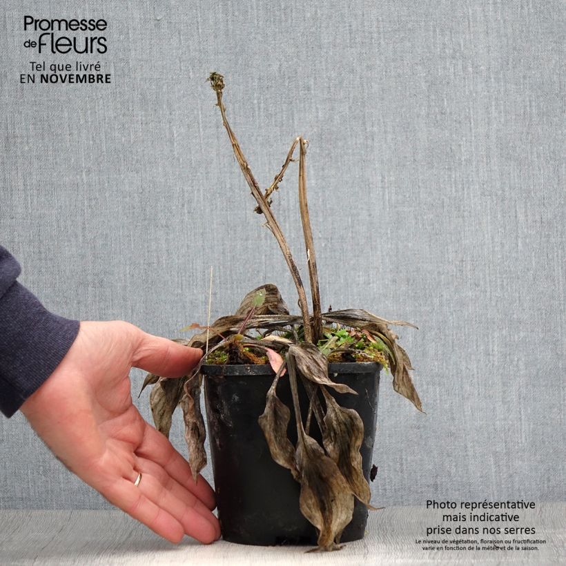 Hosta  Stand by Me 1.5L/2L pot sample as delivered in autumn
