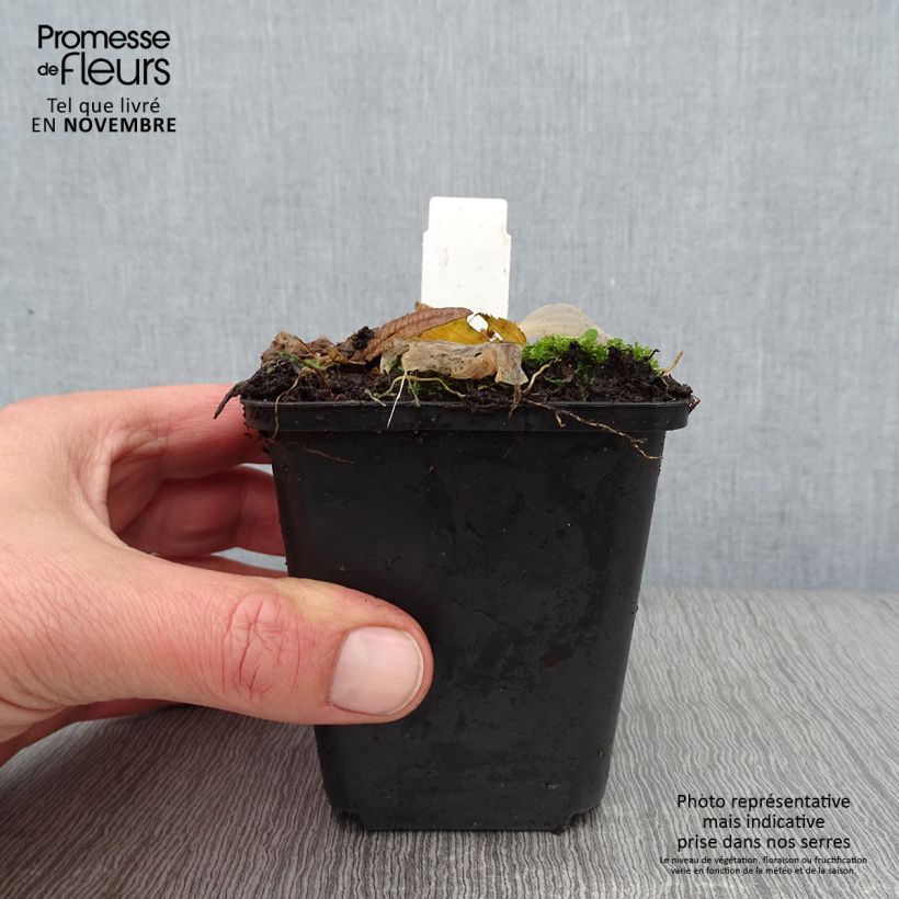 Hosta Striptease 8/9 cm pot sample as delivered in autumn