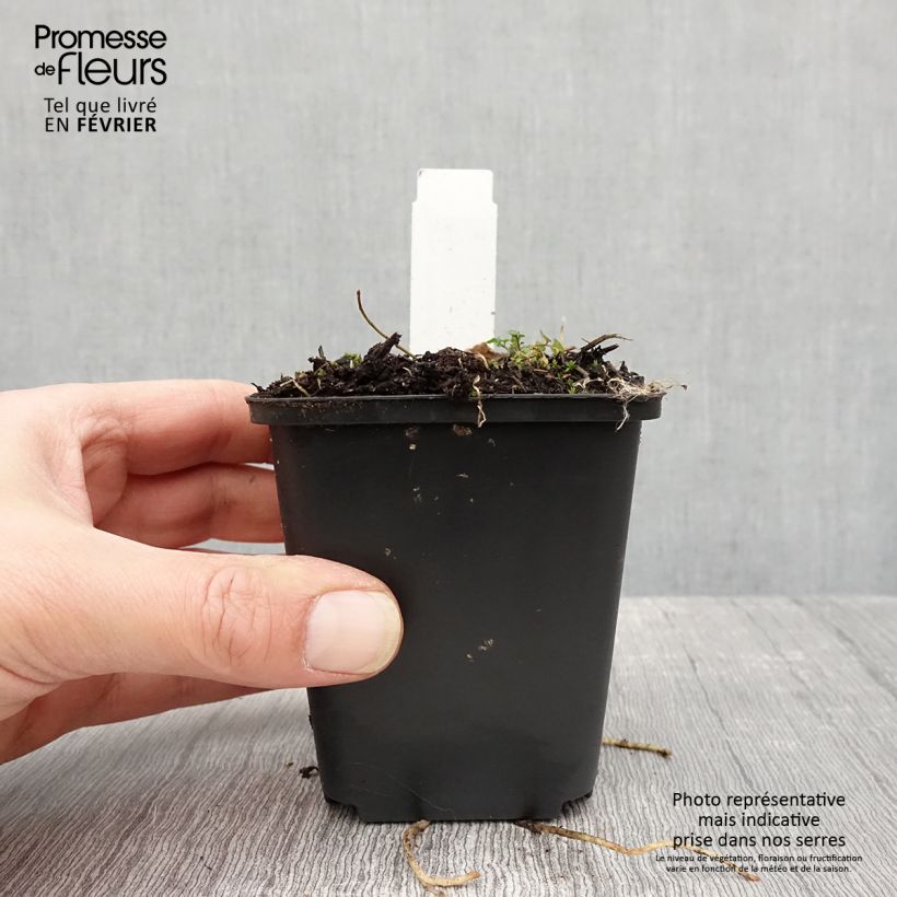 Hosta Striptease 8/9 cm pot sample as delivered in winter