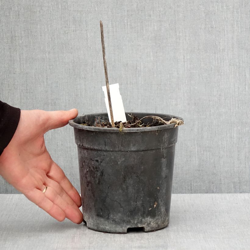 Hosta Striptease 2L/3L pot sample as delivered in spring