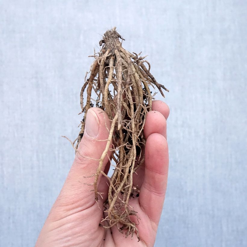 Hosta Striptease Bare root sample as delivered in winter
