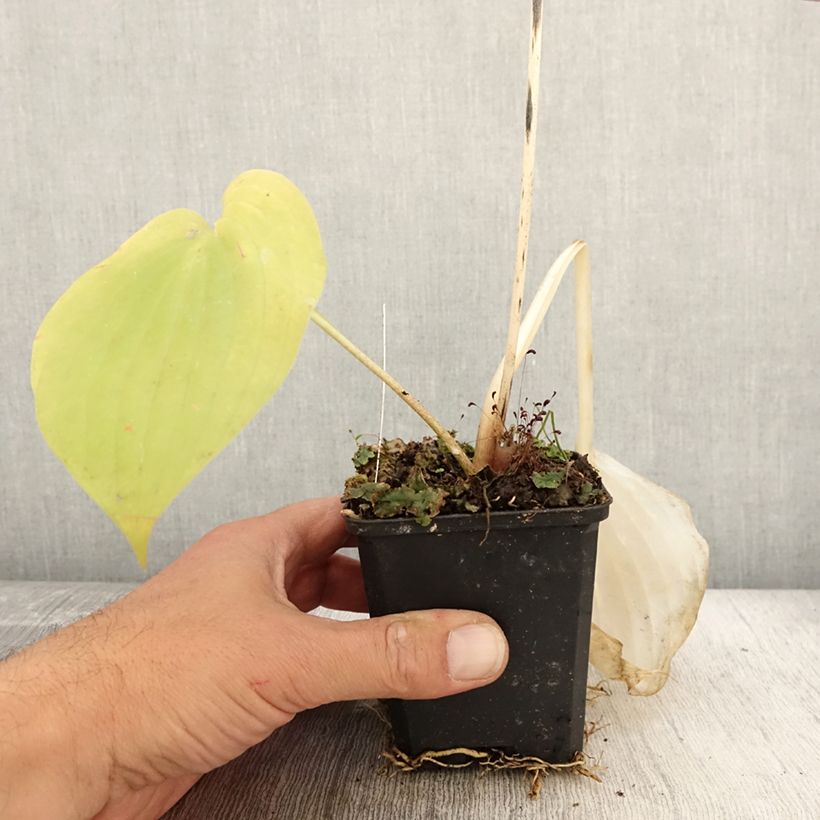 Hosta Sum and Substance 8/9 cm pot sample as delivered in autumn