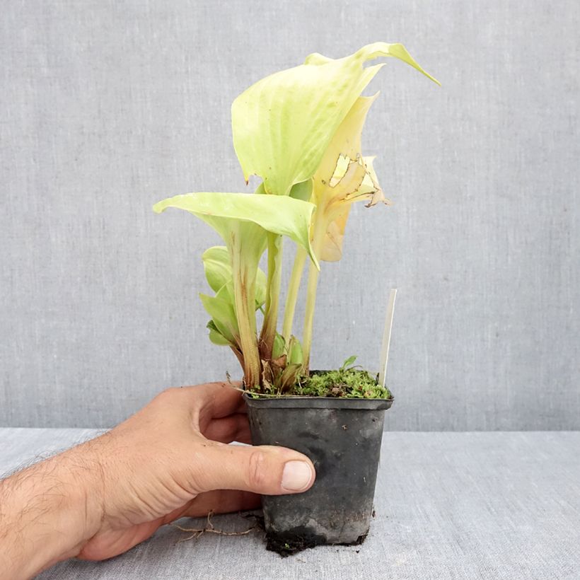 Hosta  Sum of All 8/9 cm pot sample as delivered in autumn