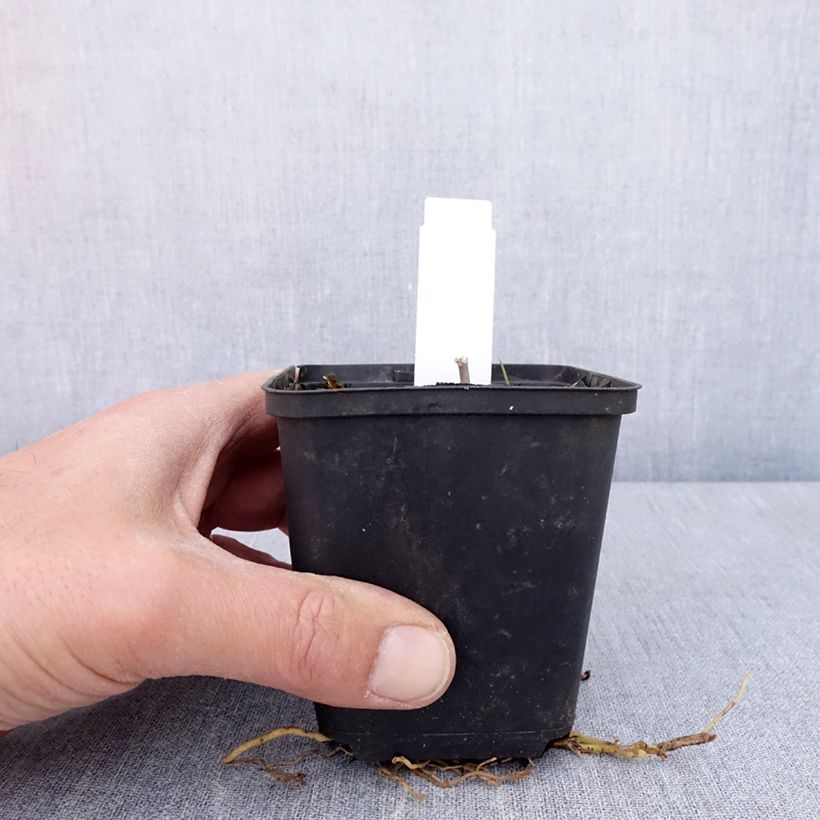 Hosta  Sum of All 8/9 cm pot sample as delivered in spring