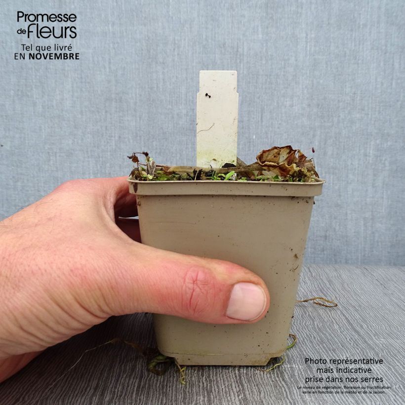 Hosta Summer Breeze 8/9 cm pot sample as delivered in autumn