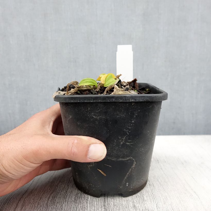 Hosta Sun Mouse 1.5L/2L pot sample as delivered in autumn
