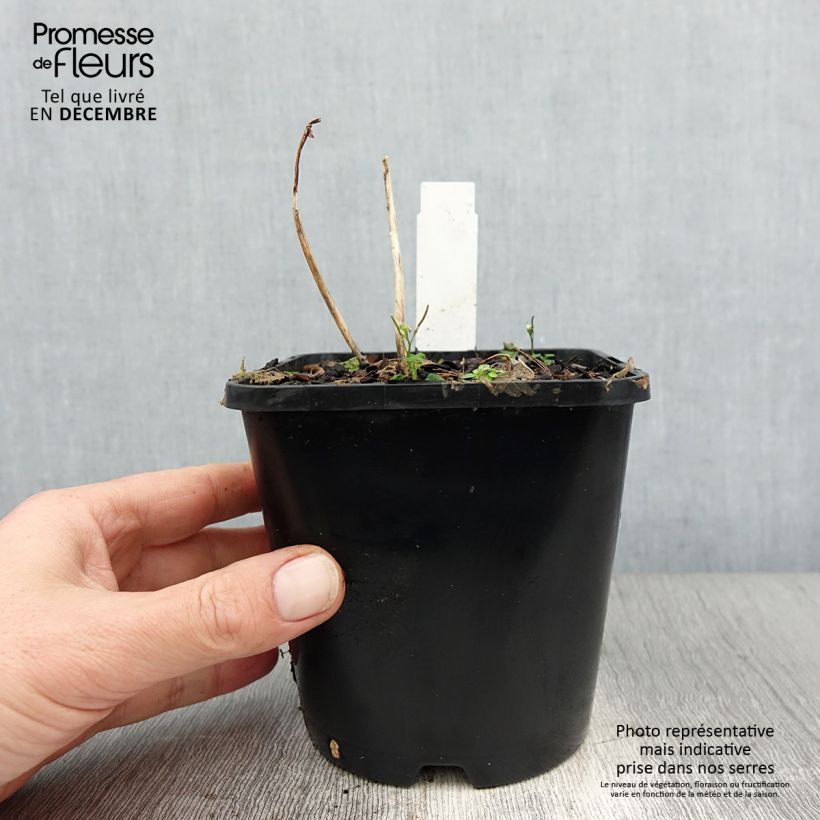 Hosta Sun Mouse 1.5L/2L pot sample as delivered in winter