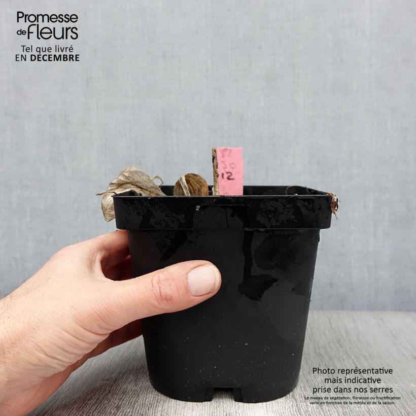 Hosta x tardiana Sunny Halcyon 1.5L/2L pot sample as delivered in winter