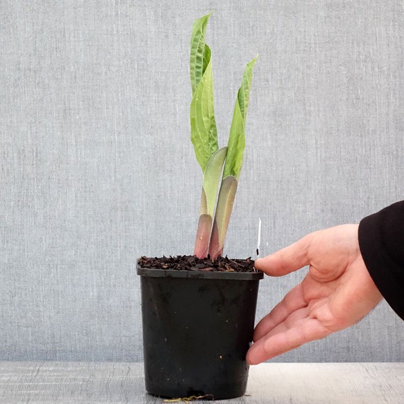 Hosta T Rex 1.5L/2L pot sample as delivered in spring