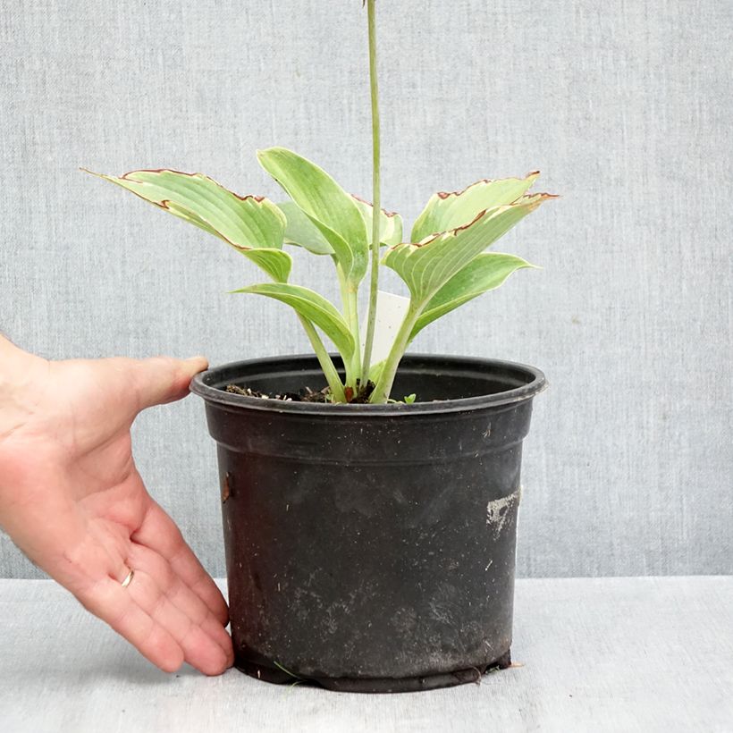 Hosta tardiana El Niño 2L/3L pot sample as delivered in autumn
