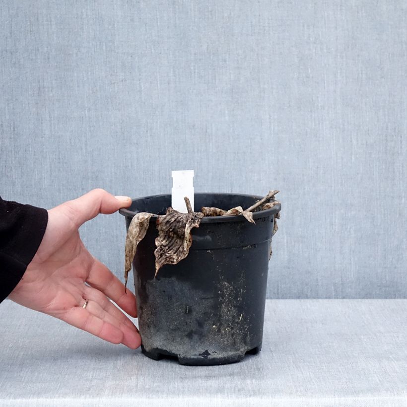 Hosta tardiana El Niño 2L/3L pot sample as delivered in winter