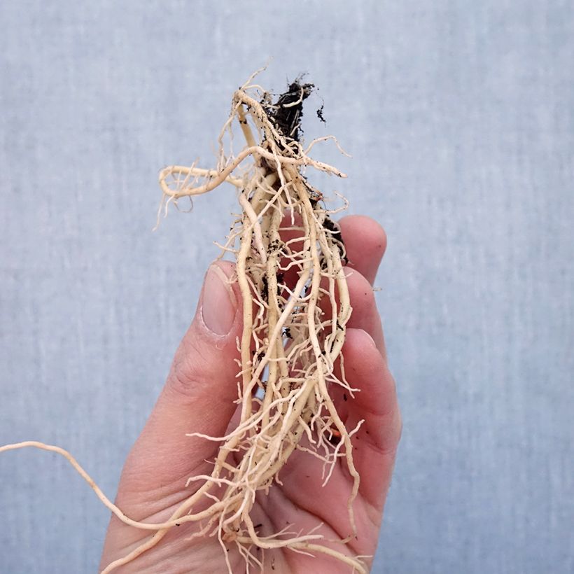 Hosta tardiana El Niño Bare root sample as delivered in winter