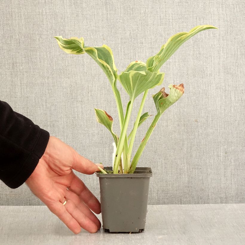 Hosta  The King 8/9 cm pot sample as delivered in autumn