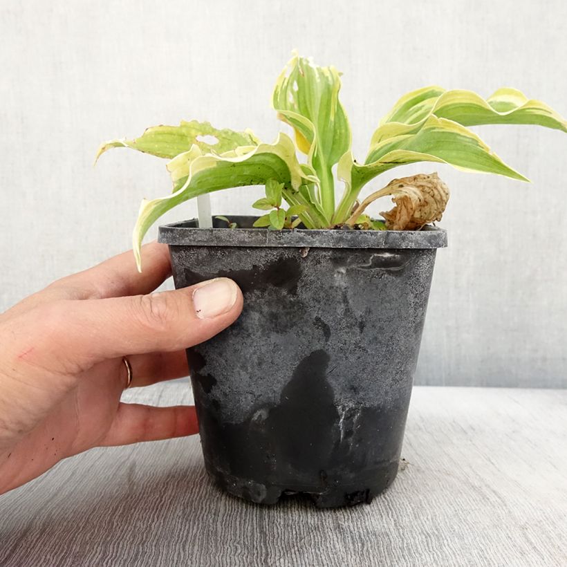 Hosta  The King 1.5L/2L pot sample as delivered in autumn