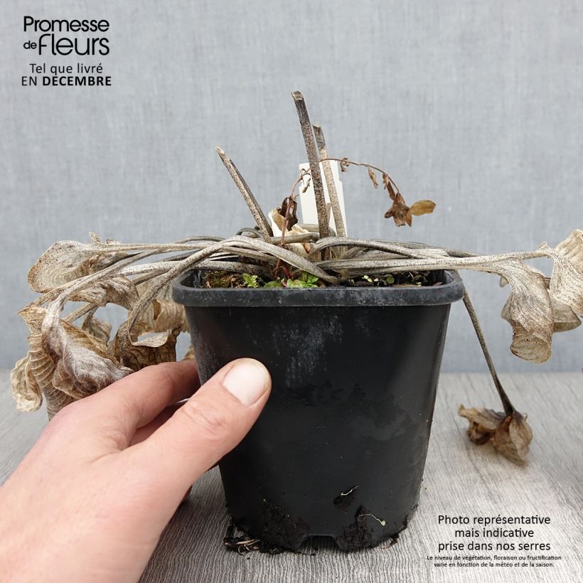 Hosta Touch Of Class 1.5L/2L pot sample as delivered in autumn