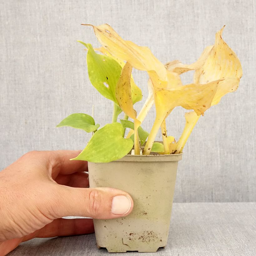 Hosta undulata Erromena 8/9 cm pot sample as delivered in autumn