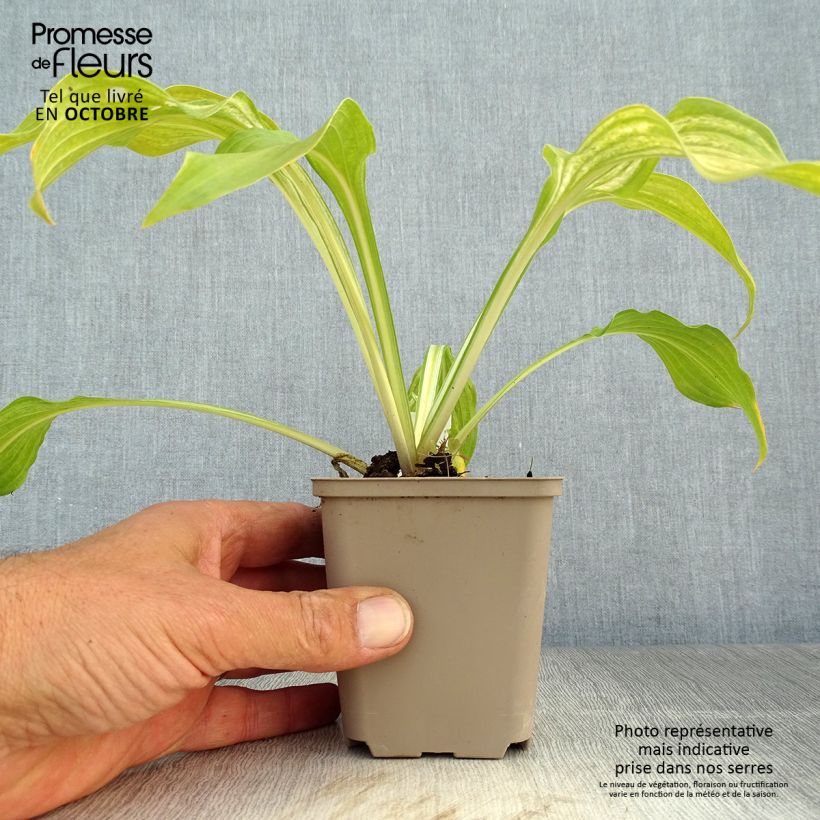 Hosta undulata Mediovariegata 8/9 cm pot sample as delivered in autumn
