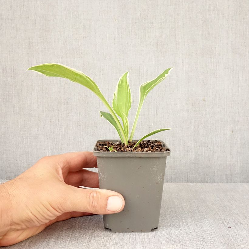 Hosta undulata albomarginata 8/9 cm pot sample as delivered in autumn
