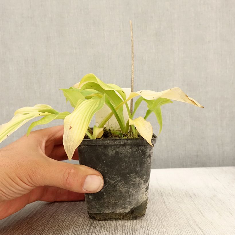 Hosta undulata var. univittata 8/9 cm pot sample as delivered in autumn