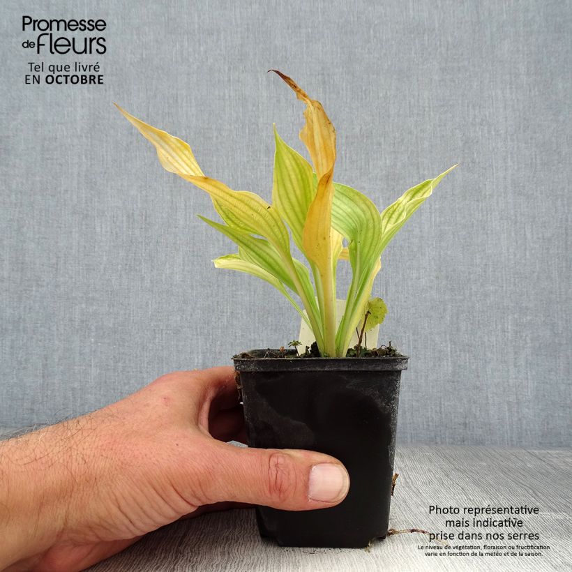 Hosta ventricosa 8/9 cm pot sample as delivered in autumn
