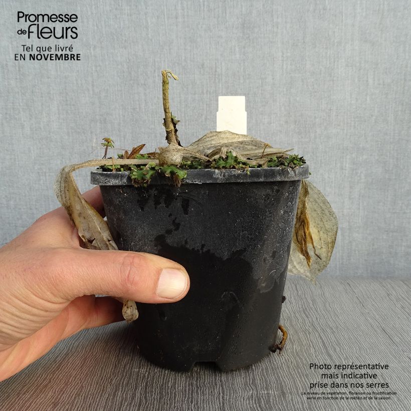 Hosta Victor 1.5L/2L pot sample as delivered in autumn
