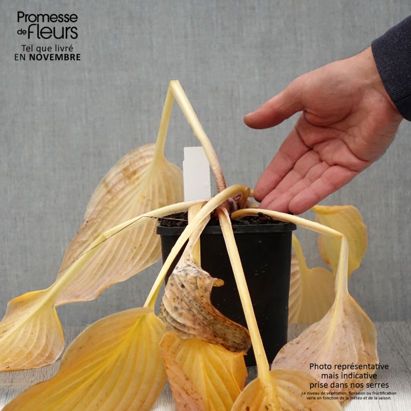 Hosta  Waterslide 1.5L/2L pot sample as delivered in autumn