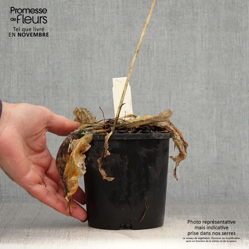 Hosta Wheee! 1.5L/2L pot sample as delivered in autumn