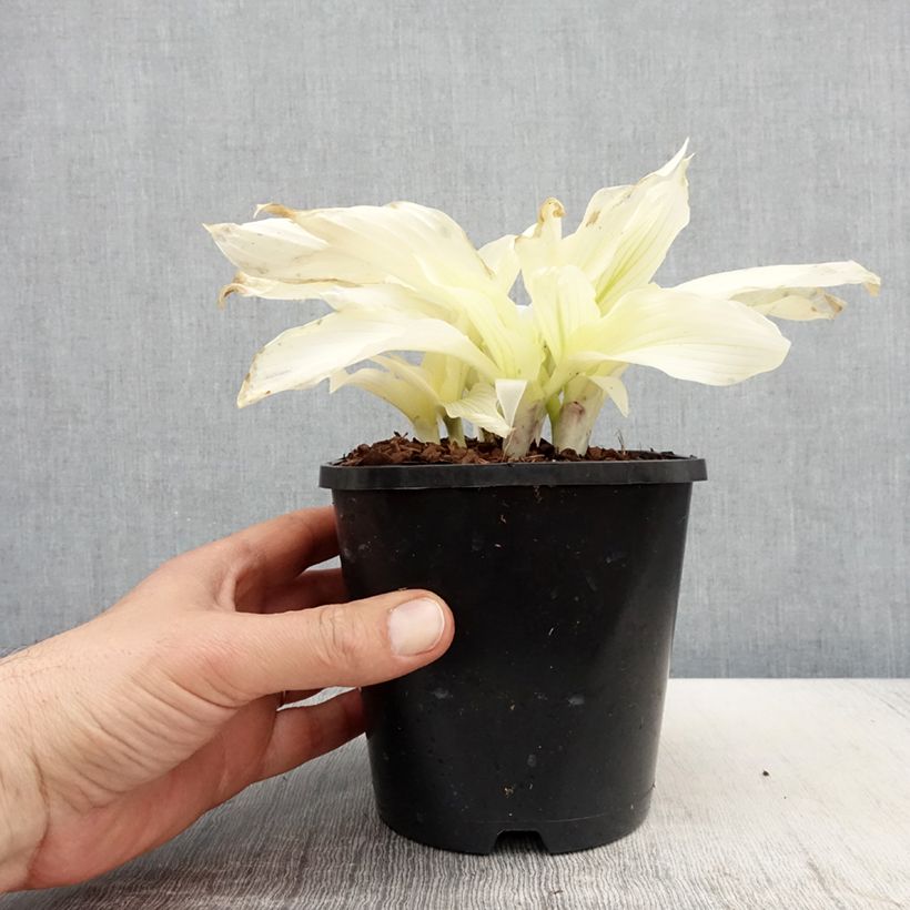 Hosta  White Feather 1.5L/2L pot sample as delivered in spring