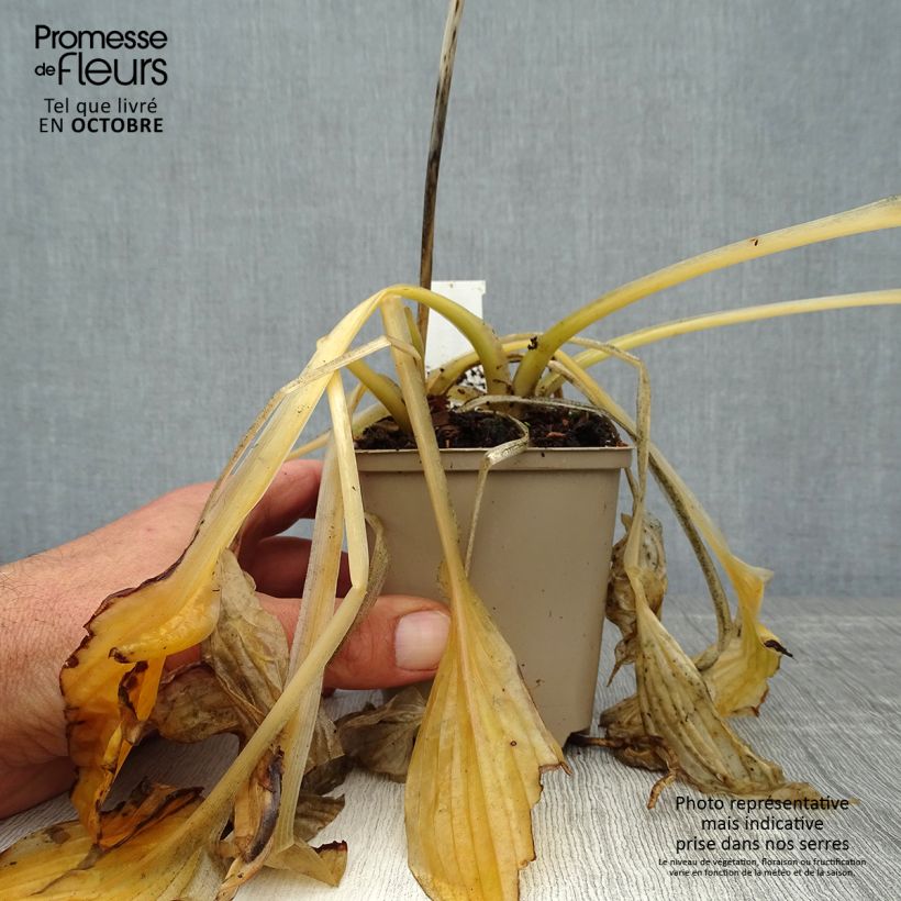 Hosta Wide Brim 8/9 cm pot sample as delivered in autumn