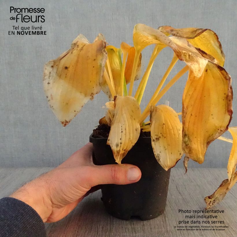 Hosta Wu-La-La - Plantain Lily 1.5L/2L pot sample as delivered in autumn