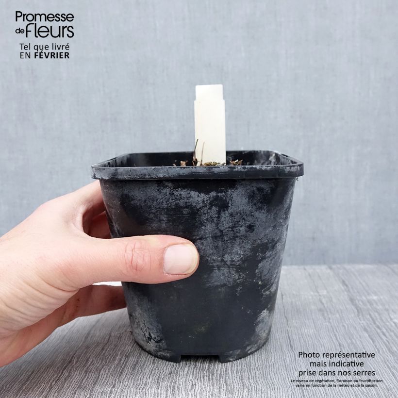 Hosta Yellow Polka Dot Bikini 1.5L/2L pot sample as delivered in winter