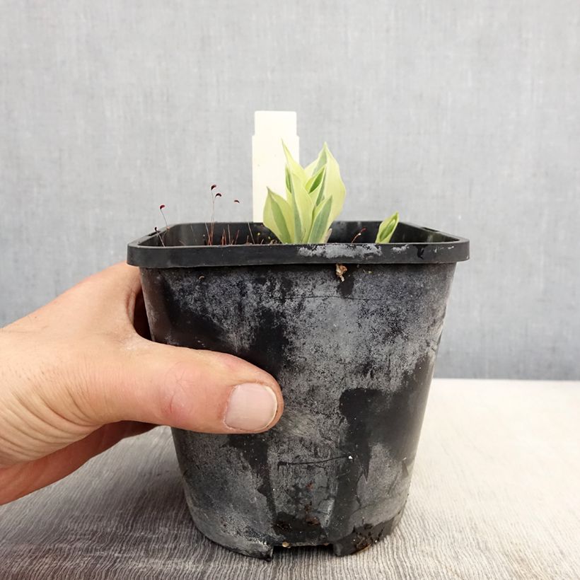 Hosta Yellow Polka Dot Bikini 1.5L/2L pot sample as delivered in spring