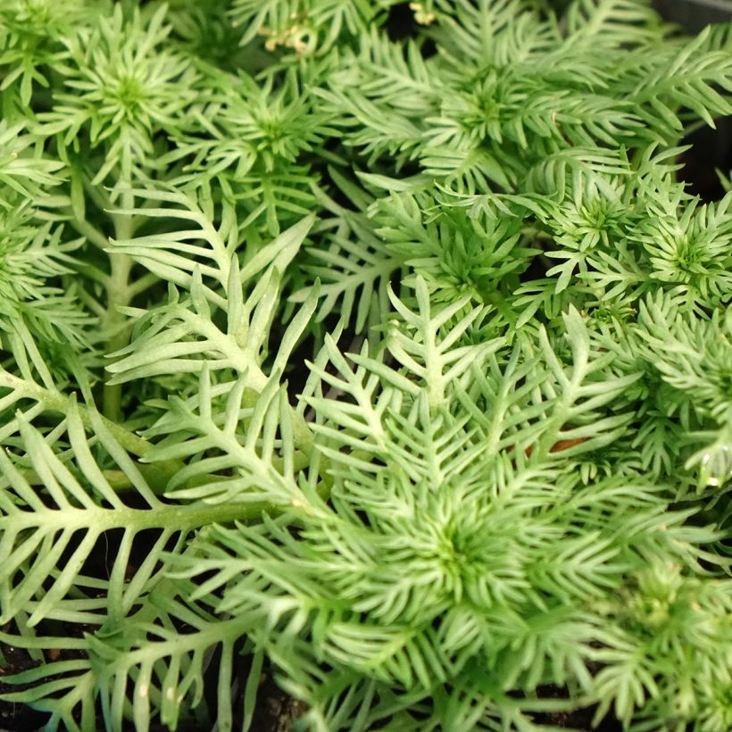 Hottonia palustris - Featherfoil (Foliage)