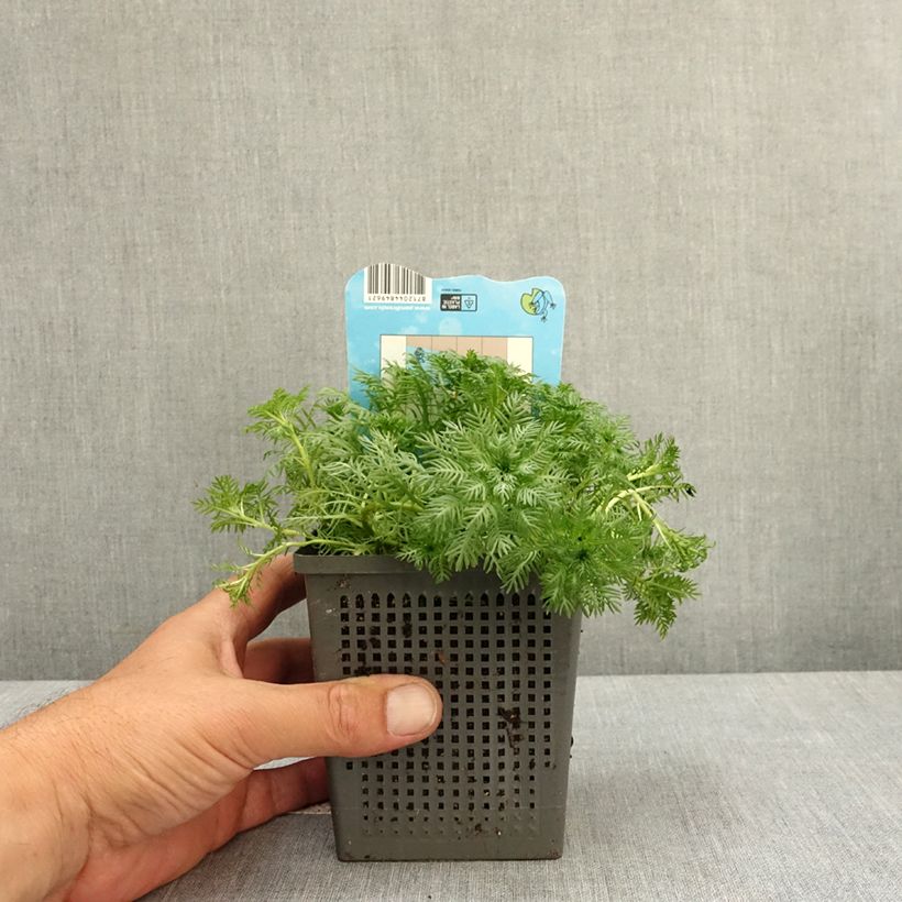 Hottonia palustris - Featherfoil 1L/1.5L pot sample as delivered in spring