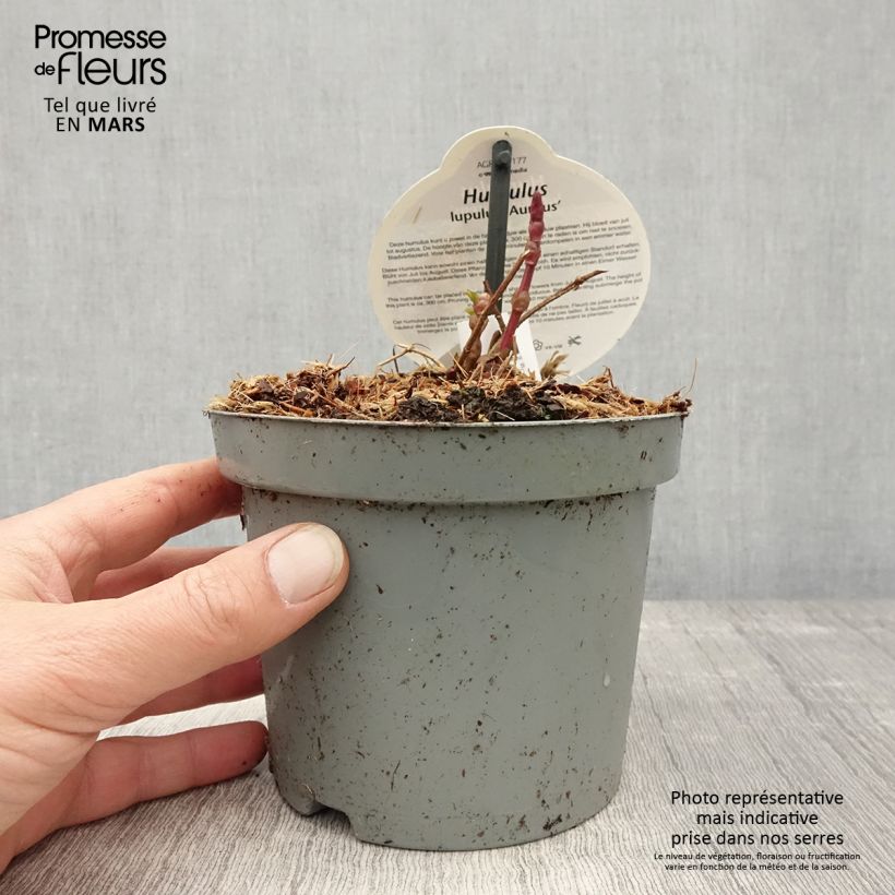 Humulus lupulus Aureus 1.5L/2L pot sample as delivered in spring