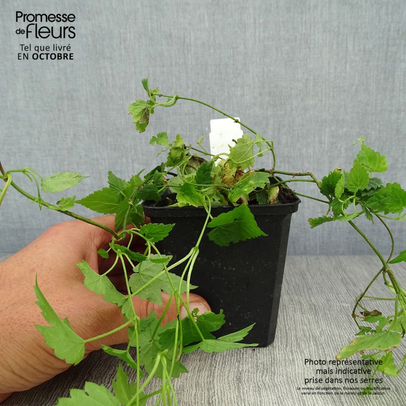 Humulus lupulus - Common Hop 8/9 cm pot sample as delivered in autumn