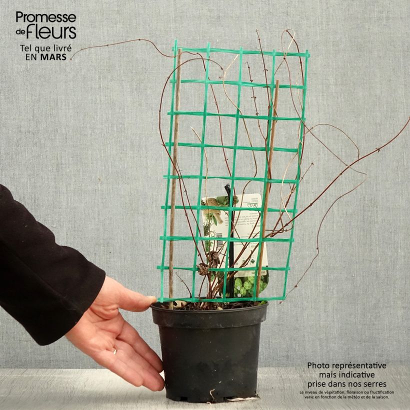 Humulus lupulus Hersbrucker - Common Hop 1.5L/2L pot sample as delivered in spring