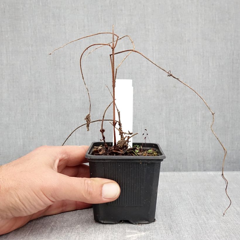 Houblon Jupiter - Humulus lupulus  Godet de 7/8 cm sample as delivered in autumn