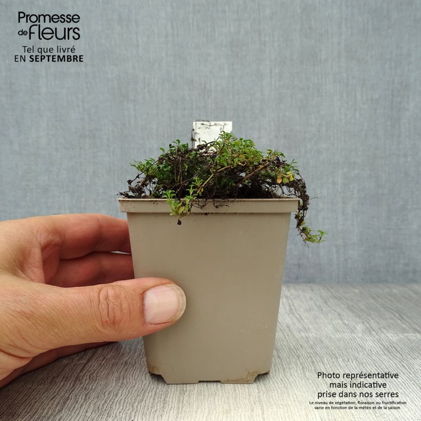 Houstonia caerulea Millard's Variety - Quaker ladies 8/9 cm pot sample as delivered in autumn