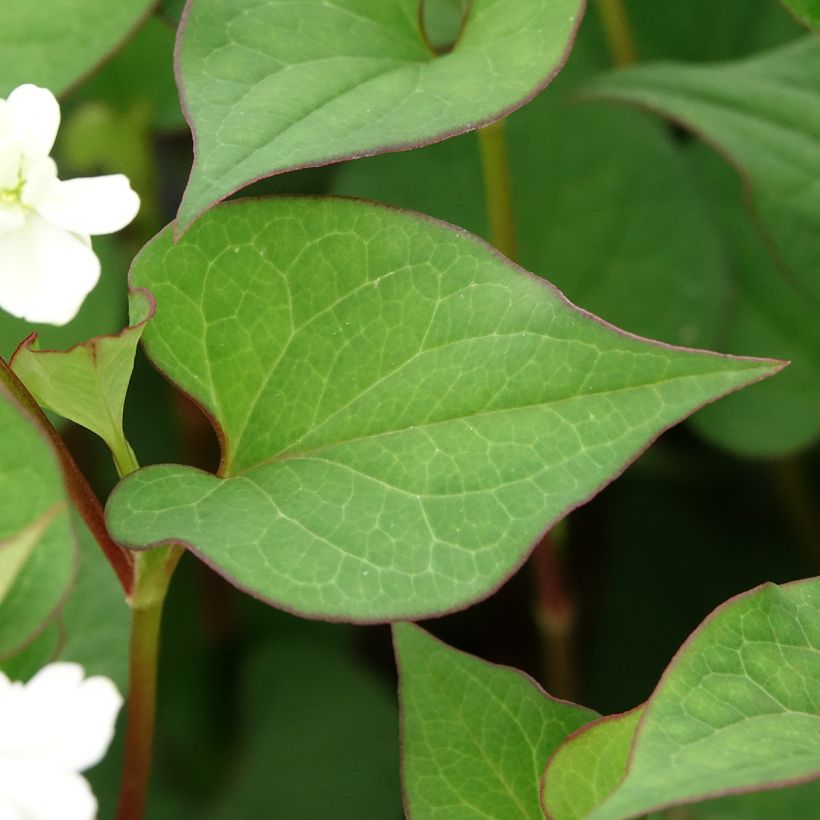Houttuynia cordata  (Foliage)