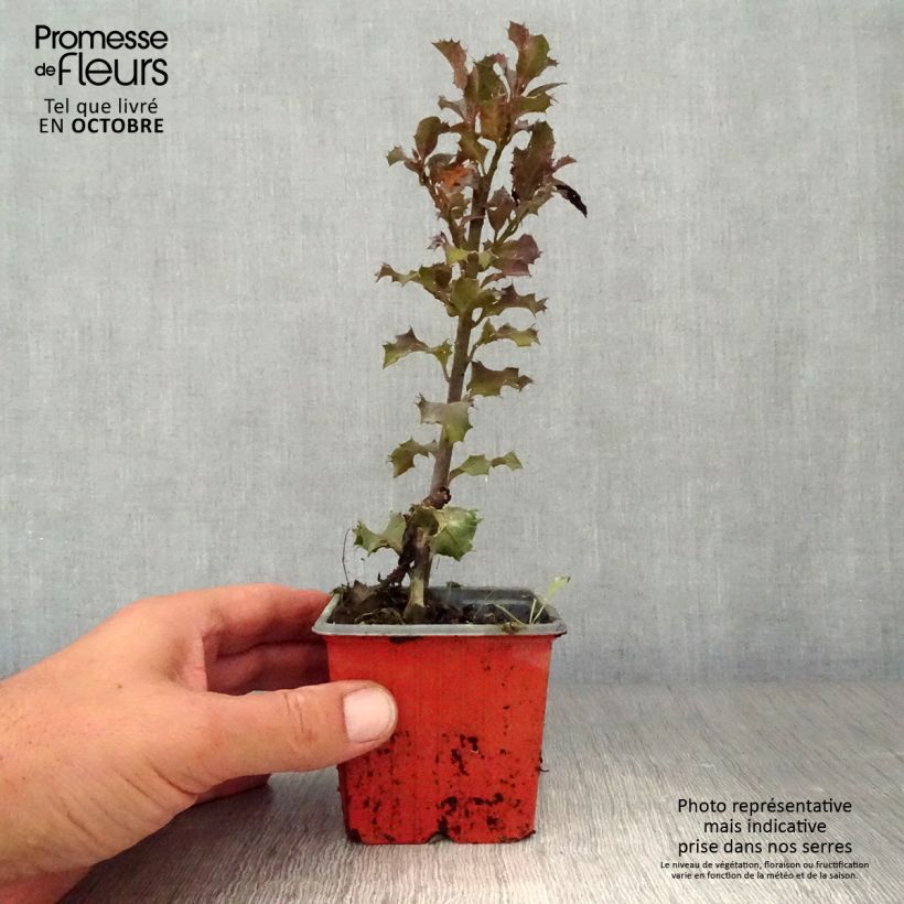 American Holly - Ilex meserveae Blue Angel 8/9 cm pot sample as delivered in autumn